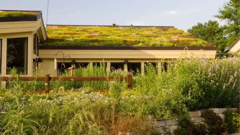 Best Drought Tolerant Plants for Roofs: Botanical & Structural Guide